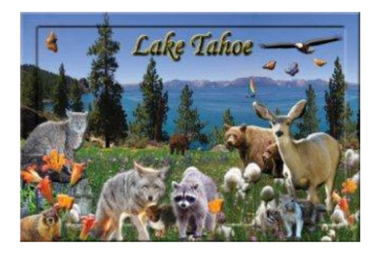 Magnet - Epoxy Wildlife Lake Tahoe